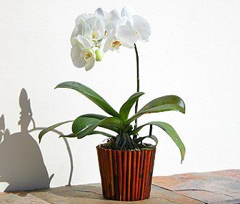 ORCHID PLANT