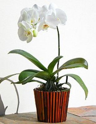 PLANTA DE ORQUÍDEA