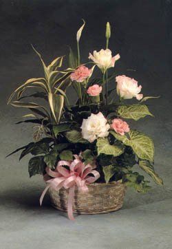 PLANTS WITH FLOWER ARRANGEMENTS