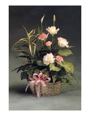 PLANTS WITH FLOWER ARRANGEMENTS