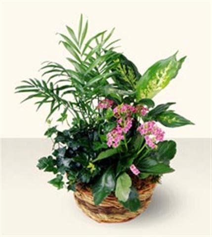 Plants Arrangement