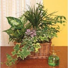 Plants Arrangement