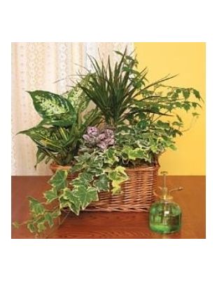 Plants Arrangement